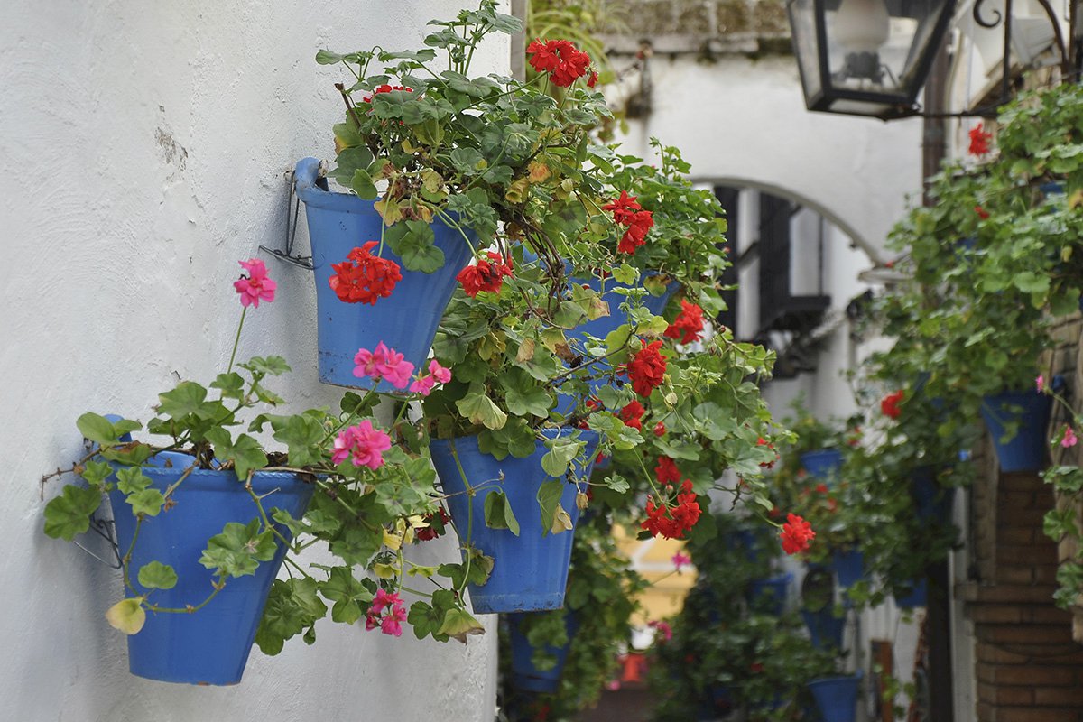 Los patios de Córdoba cumplen 100 años