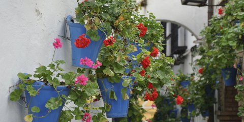 Los patios de Córdoba cumplen 100 años