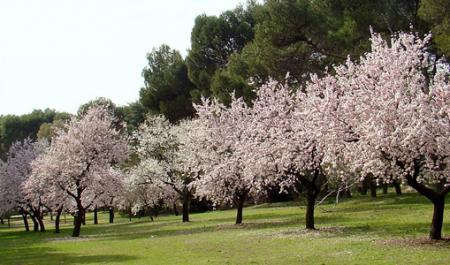 Parque Quinta de los Molinos, Madrid